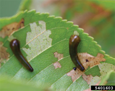 Fig. 15A: Photograph of pear slugs on a leaf.